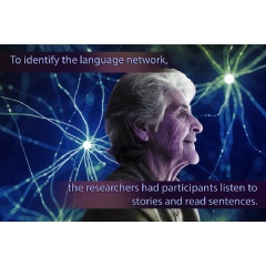 �In the language network, we couldn�t find any differences between older and younger groups,� says Anne Billot.
Credit: MIT News; iStock