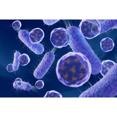 Recombinant proteins (orange) ’packaged’ in membrane-bound vesicles and exported from the bacterial cells as a result of the Vesicle Nucleating Peptide (VNp) technology. (Credit: University of Kent)