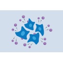 New method allows scientists to follow gene activity over time in the same cells