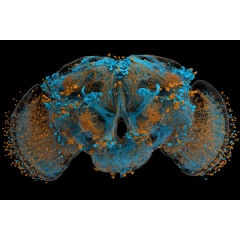 Image: Dimorphic brain. Credit: Greg Jefferis