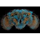World-first map of a male fly brain a win for neuroscience