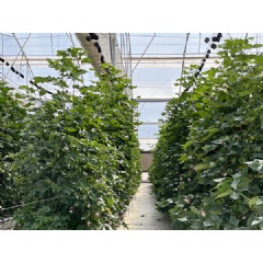 One hectare of Magtech’s system contains approximately 30,600 plants distributed across 52 growing channels, each about 98 metres long.