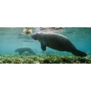 Nairobi Convention marks 40 years as COP12 charts future of ocean governance