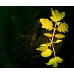 Regular tomato (left) and Innertomato (right) under insect attack stress. The InnerTomato fluoresces in response to an attack while the regular tomato is dark.