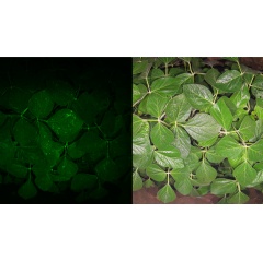 InnerSoy plants signal a frogeye leaf spot infection (left) before symptoms are visible and the plant looks healthy (right).