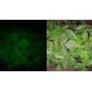 InnerPlant Launches CropVoice Whole Farm for the 2027 Season to Give Farmers Control of Disease in Both Soybeans and Corn