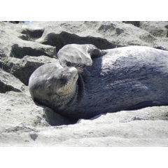 Hawaiian Monk Seal is one of the most endangered marine mammals on the planet. Credit: Barbara Billand