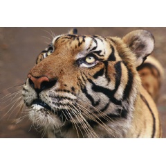 One of two tigers (Panthera tigris tigris) orphaned by poachers, at a rehabilitation centre, Petchaburi, Thailand.
© Adam Oswell / WWF