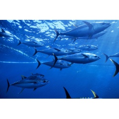 Yellow fin tuna