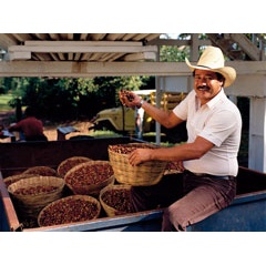 Biostimulants like Bayfolan™ from Bayer used in sustainable coffee cultivation increase yield and marketable quality.