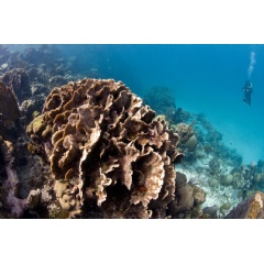 Coral Reef Belize. © Antonio Busiello/WWF Guatemala/Mesoamerica