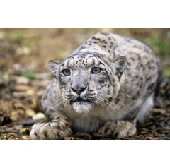 Snow Leopard