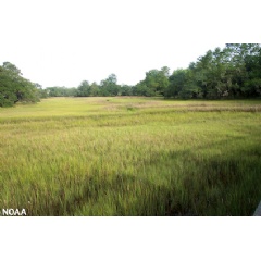 A salt water marsh near the Wando River, Daniel Island, South Carolina. Increasing salt marshes can provide more storage for carbon. (NOAA)