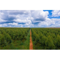 Apple will expand its innovative Restore Fund for nature-based carbon removal, with an additional fund and up to $200 million in new investment from Apple. Photo by Arbaro Advisors.