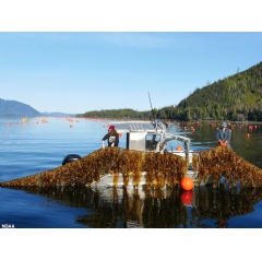 Alaska aquaculture in practice — seaweed farming in Doyle Bay, Alaska, with Seagrove Kelp Company. (Image credit: NOAA)