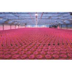 Application Image for the OSLONŽ Optimal Red LED.
Image: ams OSRAM