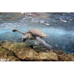 A green sea turtle swims in the waters off of Oahu, Hawaii. (Image credit: NOAA)