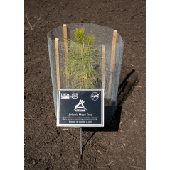 NASA Langley’s Artemis Moon Tree, a loblolly pine, is located in a space between buildings 2102 and 2104.
NASA/Ryan Hill