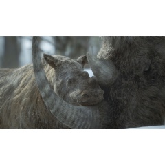 Woolly rhinos in Prehistoric Planet: Ice Age, premiering Wednesday, November 26, 2025 on Apple TV+.