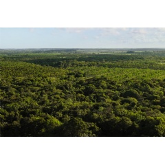 Through the innovative Restore Fund initiative, Apple supports nature-based carbon removal and regenerative agriculture projects around the world, including this native hardwood working forest in Brazil.