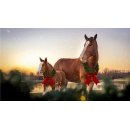 Celebrate the holiday season at Warm Springs Ranch with three new Clydesdale foals