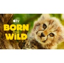 Apple TV debuts the trailer for all-new wildlife series Born to be Wild