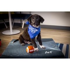 “Pup Rally” Adoption Events Celebrating Animal Planet’s Puppy Bowl XXII