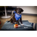 Marriott Bonvoy Calls a Timeout on Sports Rivalry With �Pup Rally� Adoption Events Celebrating Animal Planet�s Puppy Bowl XXII