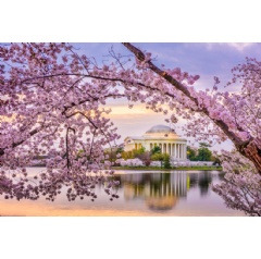 Cherry blossoms bloom in D.C. as Marriott Bonvoy welcomes Festival season