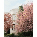 The Art of Bloom Returns: Spring into Cherry Blossom Season at Four Seasons Hotel Washington, DC