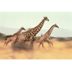 Sabre announces extension of partnership with TNS Global to strengthen its position in East Africa