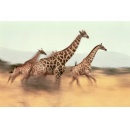 Sabre announces extension of partnership with TNS Global to strengthen its position in East Africa