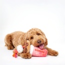 BARK® and Dunkin’® Launch Dunkin’s First Official Dog Drive-Thru Experience and New Dog Toy Collection