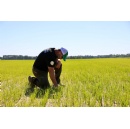 Anheuser-Busch Grants $200,000+ to Support Rice Research and Farmers